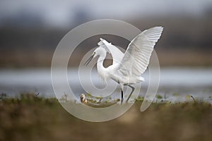 The Little Egret Fishing in Lakeside