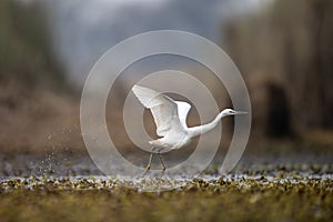 The Little Egret Fishing in Lakeside