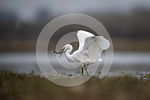 The Little Egret Fishing in Lakeside