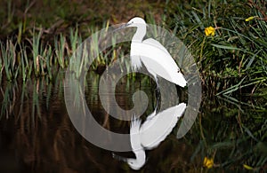 Little Egret fishing in a pond