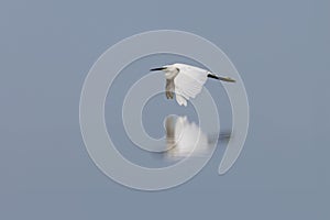 Little egret flies over calm water