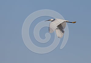 Little Egret in flight