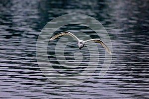 Little Egret in flight as seen in Bharatpur national park, Rajasthan, India.