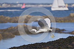 Little egret in flight