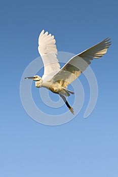 Little Egret in flight (Egretta garzetta)