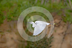 Little Egret in flight