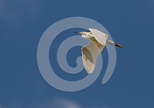 Little Egret in flight