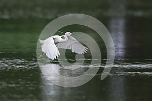 Little egret in flight