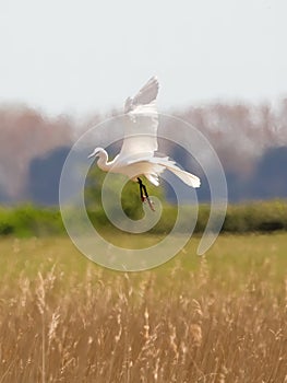 A little Egret in flight over reeds