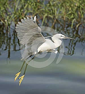 Little egret in flight over river reeds