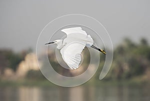 Little egret in flight