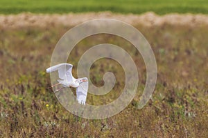 Little egret flying over the field