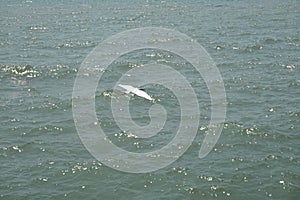 Little egret flying over the sea in summer day, Thailand.