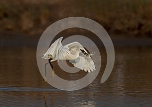 Little egret flying with preyed fish