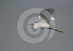 Little Egret fying at Asker marsh, Bahrain