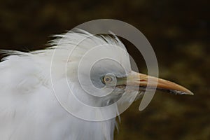 Little egret head