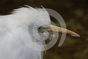 Little egret head