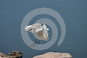 Little egret or heron bird, Egretta garzetta flying while foraging.