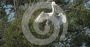 Little egret in a heronry, Camargue, France.