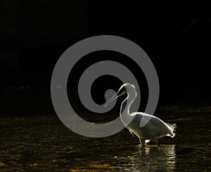 Little Egret high lighted by back lit sun light