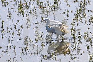 Little Egret Hunting Egretta garzetta White Little Egret