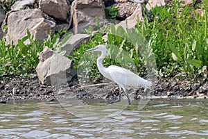 Little Egret Hunting Egretta garzetta White little Egret