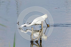 Little Egret Hunting Egretta garzetta White Little Egret