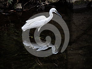 Little egret, or kosagi, fishing in a Japanese river 3