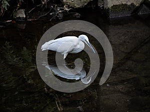 Little egret, or kosagi, fishing in a Japanese river 4