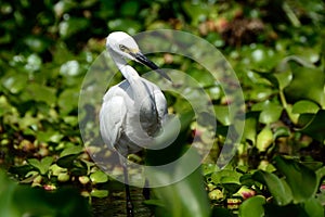 Little egret, Lake Naivasha, Kenya