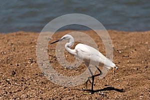 Little egret on lakeshore, tanzania