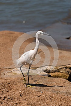 Little egret on lakeshore, tanzania