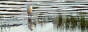 Little Egret at lakeside