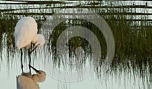 Little Egret at lakeside