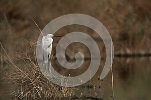 Little Egret perceed on grass at Asker marsh, Bahrain photo