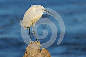 A little egret perched on a rock, South Africa