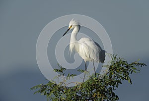 Little Egret perched in a tree