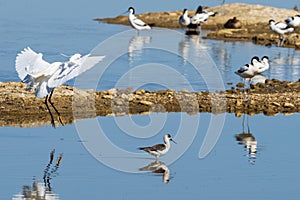 A Little Egret perching in the water