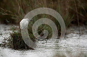 Little Egret in rain at Asker marsh, Bahrain photo