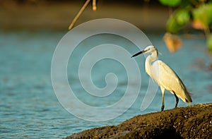 Little Egret on river side