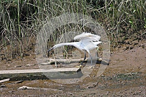 Little Egret