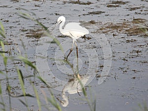 Little egret at RSPB Minsmere