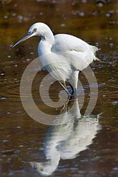 Little Egret, Salinas de Santa Pola Natural Park, Spain