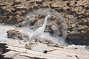 Little Egret photo