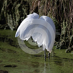 Little Egret shaking its feathers when looking for its next meal from a stream in Bushy Park