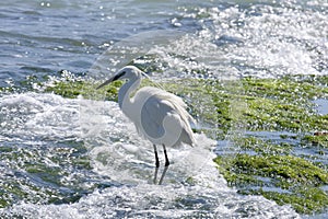 Little egret on the shallows of the Mediterranean Sea