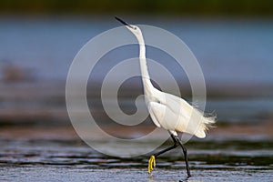 Little Egret showing off.