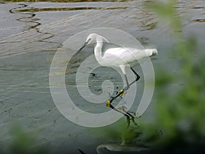 Little egret sits on a protective net