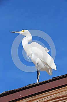 Little egret (small white heron)