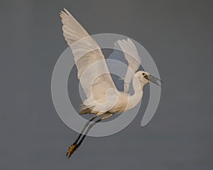 Little egret with spread wings catching fish, nature, Wild animal, bird, In motion photo